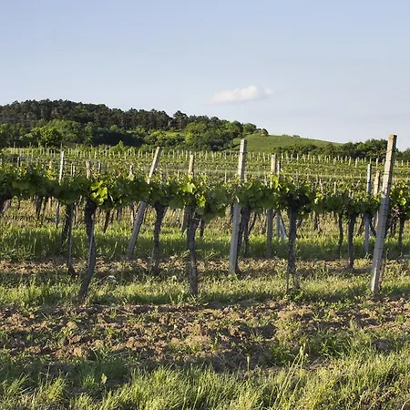 Gastwirtschaft & Holzinger Ξενοδοχείο 3*